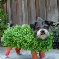 DIY pet Halloween costumes