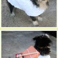 DIY sushi dog costume