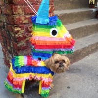 DIY Dog pinata costume