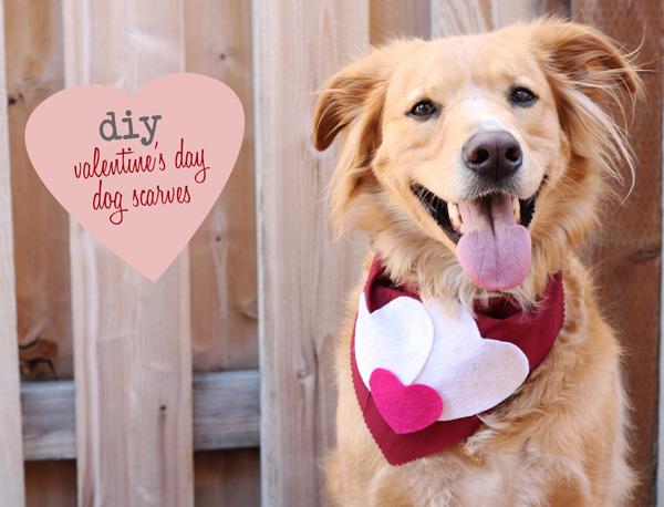 DIY Valentine scarf for dog