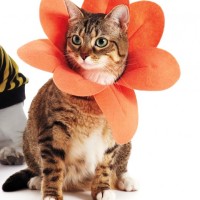 DIY Flower pet costume