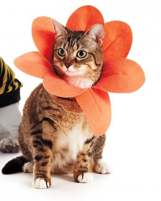 DIY Flower pet costume