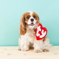 Beanie Baby Dog Cotsume