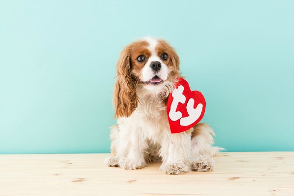 Beanie Baby Dog Cotsume