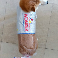 Bread bag dog costume